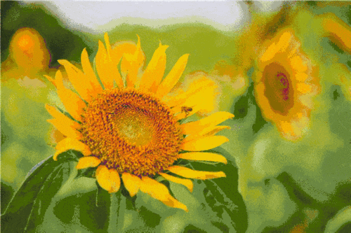 地铁直达一大片向日葵花海!梦幻浪漫的小太阳