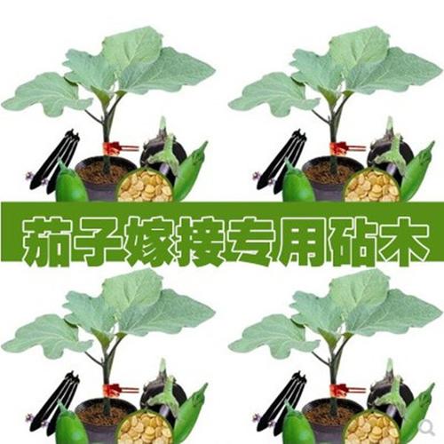 日本种源茄子嫁接托鲁巴姆黄瓜砧木番茄砧木茄子砧木品种大全