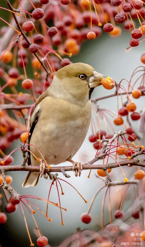 像玉一样洁白 连叫声里都仿佛闪烁着圆润的光泽 这样的鸟,张嘴便是金
