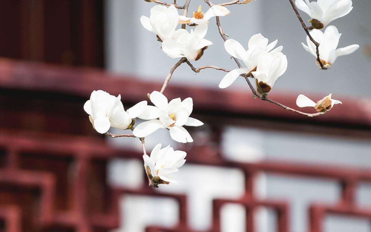 白玉兰图片高清电脑桌面壁纸