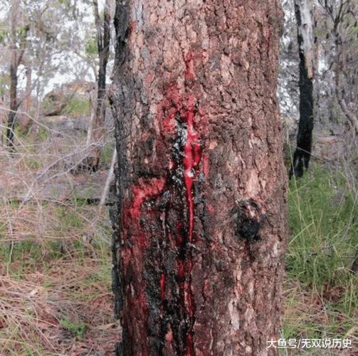 航班  所以这种龙血树受到损害时,它就会流出红色的树脂,像血液一样