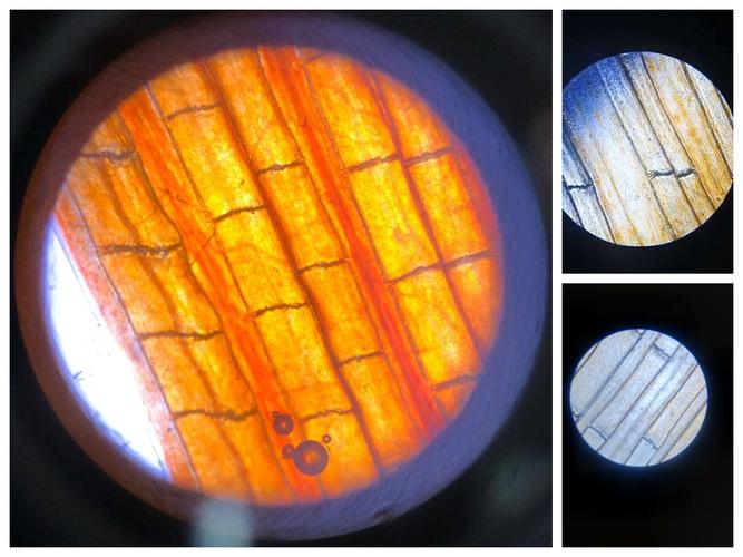观察小鱼尾鳍内血液的流动