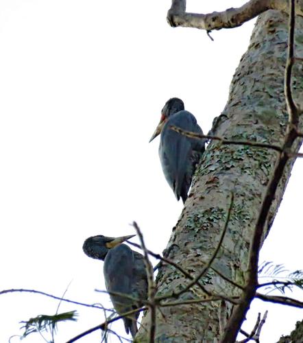 大金背啄木鸟与大灰啄木鸟