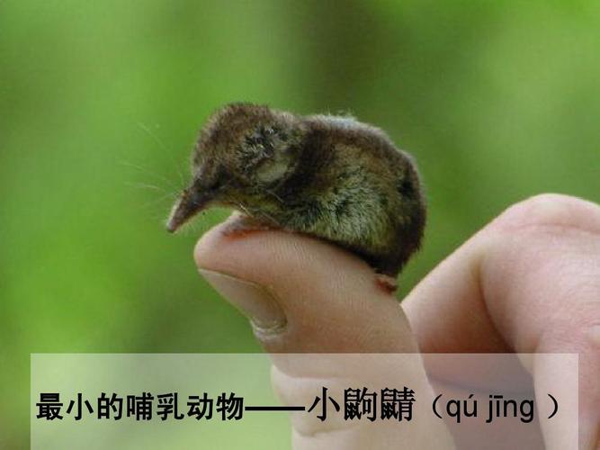 最小的哺乳动物——小鼩鼱(qú jīng