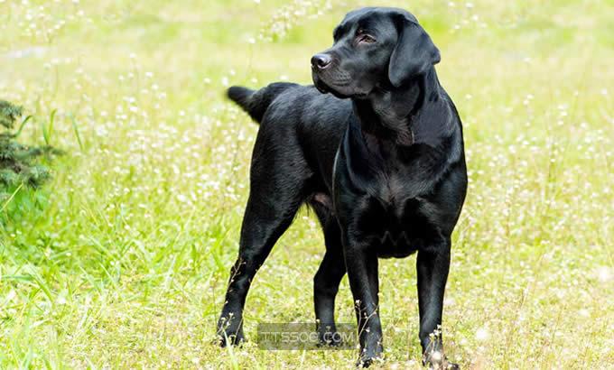 纯种拉布拉多犬什么颜色贵,如何辨别纯种的拉布拉多犬