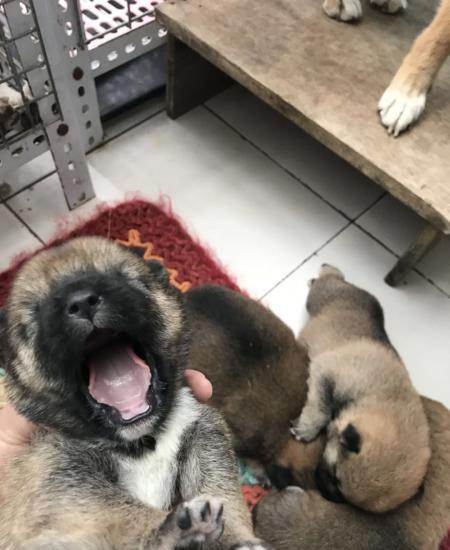 刚出生小柴犬幼犬
