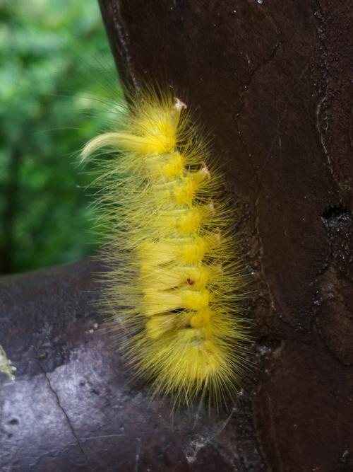 黄色的毛毛虫,还是第一次见到!