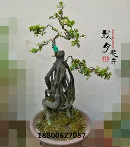 高档金弹子盆景树桩 血红果金弹子古桩盆景实物 金丹子盆景 包邮