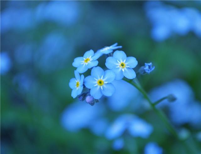 星辰花(勿忘我) ——永不变心