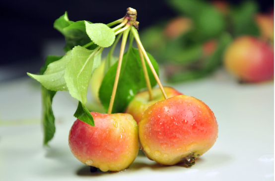 3,白海棠果果实甜香脆,个大皮薄,单果重8-14克,果实扁圆有明显6-8条棱