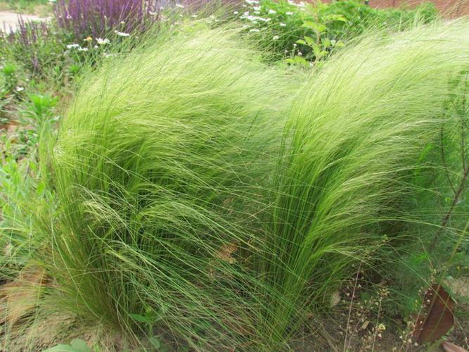 细茎针茅多少钱【看实拍,买好货】细茎针茅种植基地