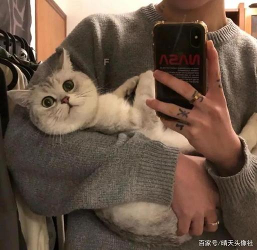 猫系男生头像,这吹不出褶的平静日子,也在闪光