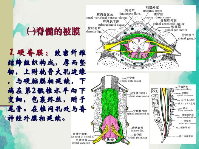 第七节脑与脊髓被膜,血管与脑脊液循环