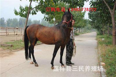 庞统的马,项羽乌骓马张飞乌骓马,项羽的马叫什么名字