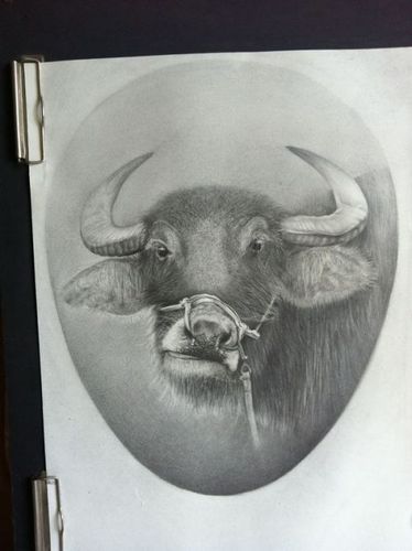 求一张牛头素描画,要求看清楚牛头毛发的走向