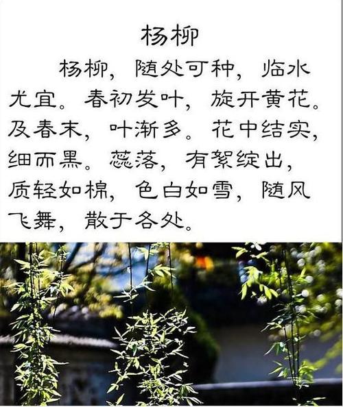 二年级上册小古文《杨柳》