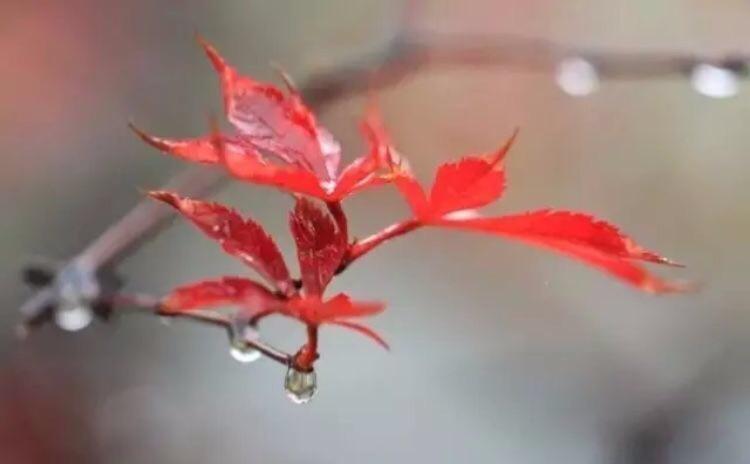让我们静静的与红叶来一个近距离接触 在秋雨中 细细感受 这份难得的