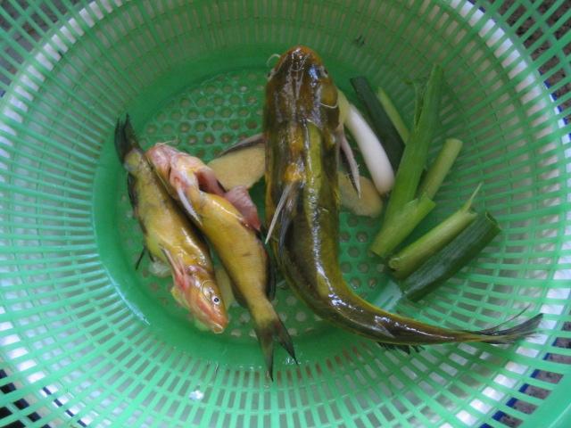 也叫黄辣丁或者黄腊丁,黄丫头(江西省部分地区),在福建又称作黄公鱼