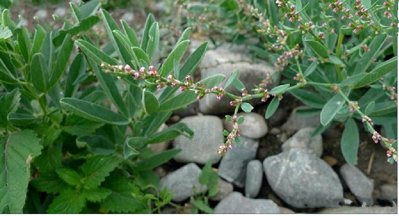 又名铁马齿苋,是双子叶植物纲蓼科蓼属的一年生草本.