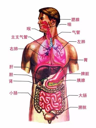 人体的奥秘:三分钟带你了解人体的重要器官(视频)