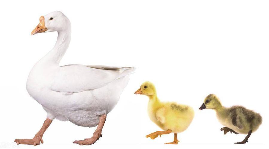 母鹅公鹅怎么认?4种方法能识别