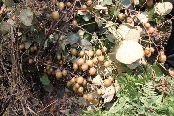 野生猕猴桃王国—婺源鄣山村,一座植物宝库!