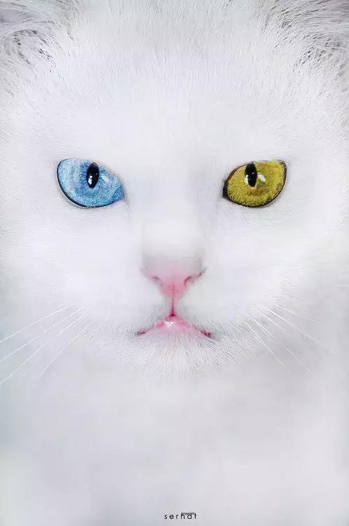 猫的眼睛,到底有多少种颜色?带你走进猫眼睛的世界