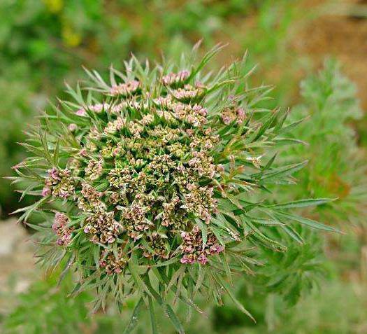这种植物,名叫"蛇床子",大人小孩都用得着,一定要认识