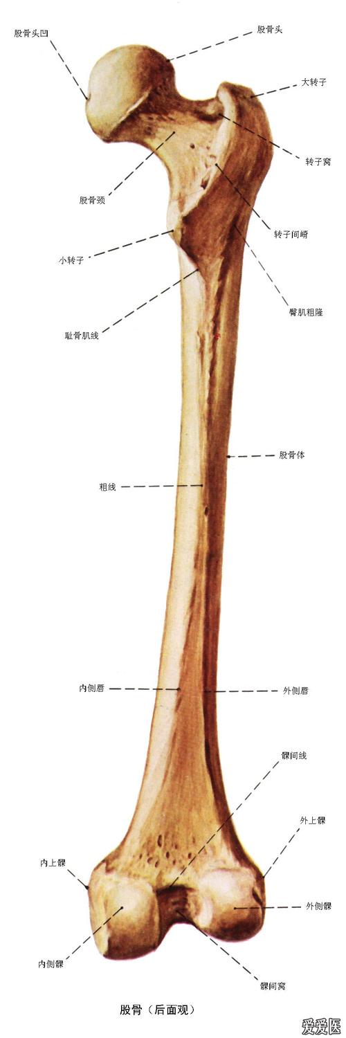 人体解剖彩色图谱(骨-连接)