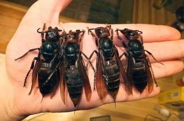 每日科普吃蜜蜂的杀人蜂的尺寸真的很大啊