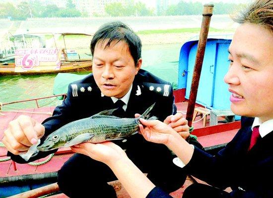 湖北宜昌渔民捕获一"怪鱼" 原是长江中罕见墨头鱼