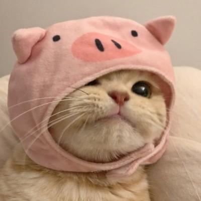 粉色萌猫头像欧美头像男生