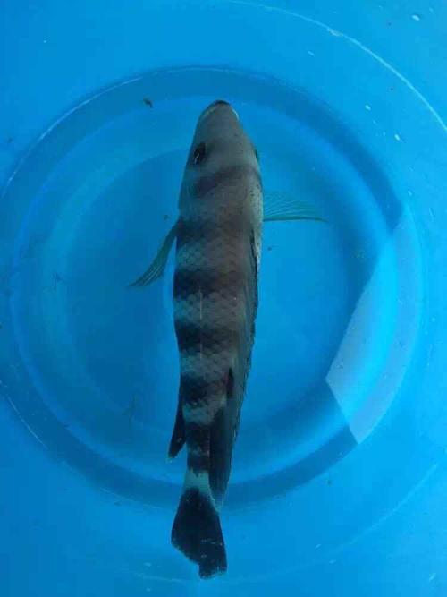 身上一圈一圈条纹的是什么鱼