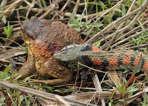 虎斑颈槽蛇虎斑槽颈蛇