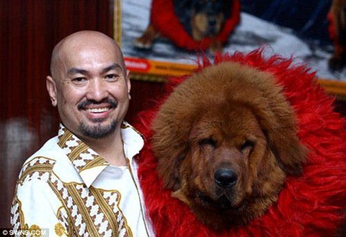 马来西亚富豪养30只罕见藏獒 价值800万英镑(图)