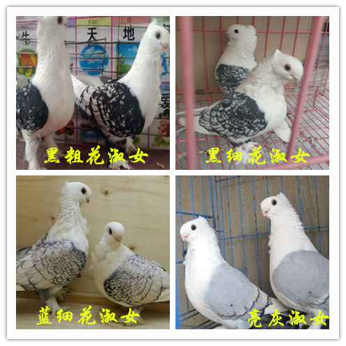 观赏鸽.淑女 种鸽青年,鸽子活体观赏鸽活体包邮肉鸽
