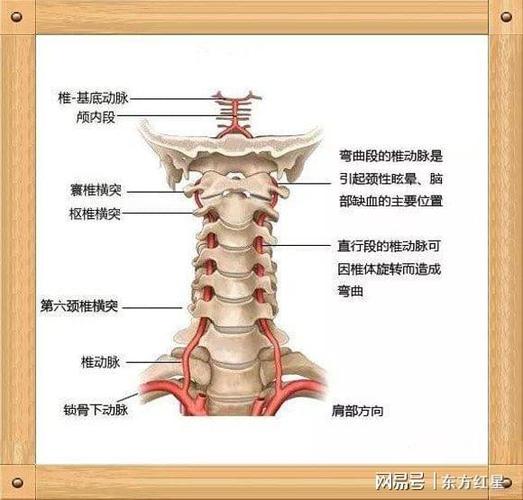 老人头晕不是脑病而是椎动脉狭窄,这3个好习惯保养血管防止发病