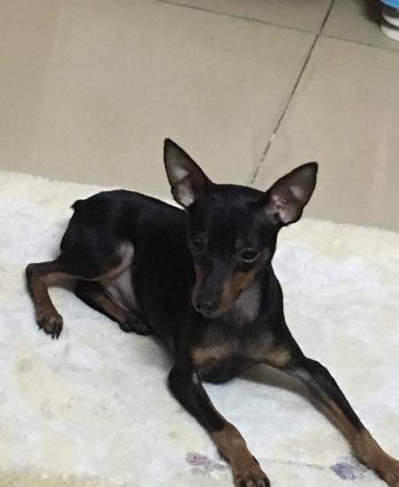 纯种铁包金小鹿犬