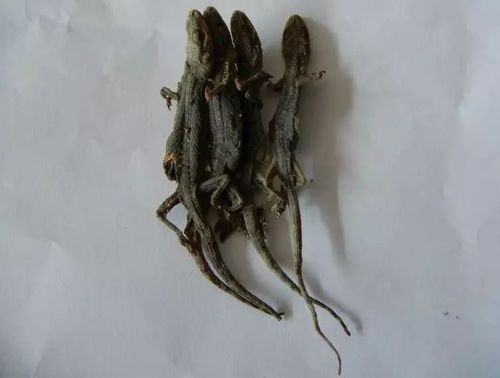 壁虎的功效与作用