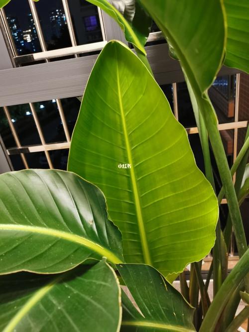 天堂鸟长高啦!_长高_家居家装_家居装饰