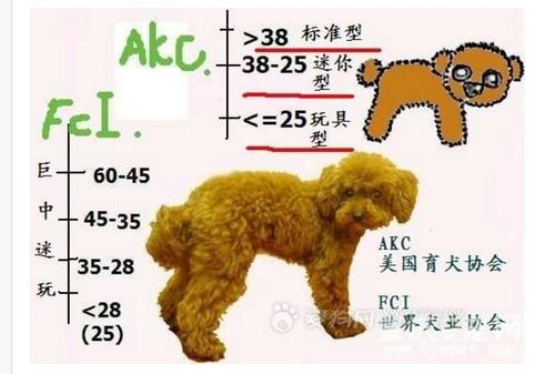 母金毛和公泰迪的串串体型能长多大
