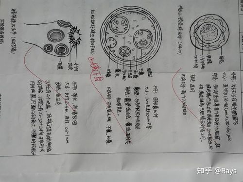 日本血吸虫卵,微小膜壳绦虫卵,细粒棘球绦虫棘球蚴,牛带绦虫卵,猪带