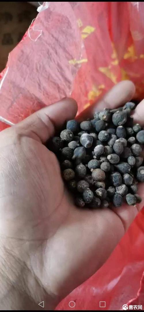 柑橘落地果 脐橙落地果籽籽,质量高果小,大量批发