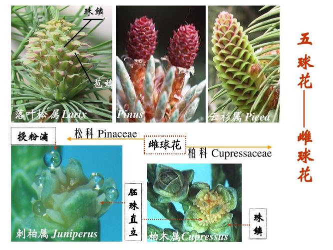 3裸子植物分类的形态术语二ppt