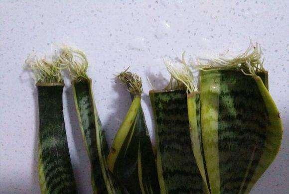 虎尾兰叶片水培和扦插,哪种方式生根快?