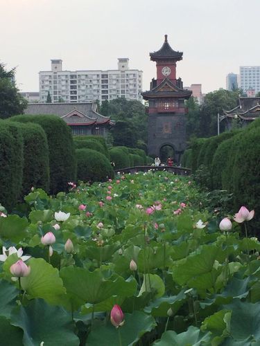 川大荷花池的守候——上海 刘丹生