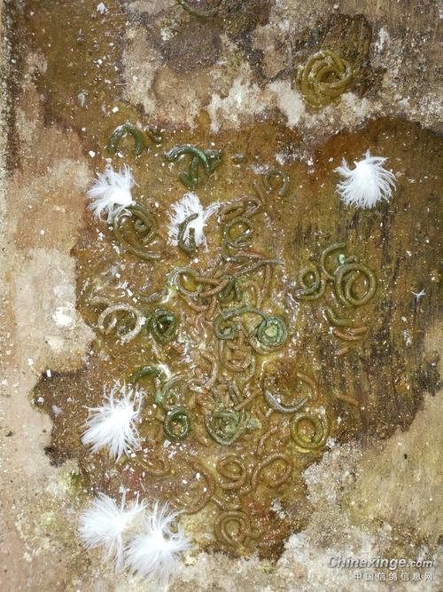 控水,用一段时间活菌之后粪便改善,停止用药,但是现在又频繁水便竹节