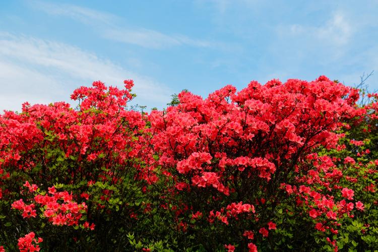 20170507大雷山杜鹃花之旅