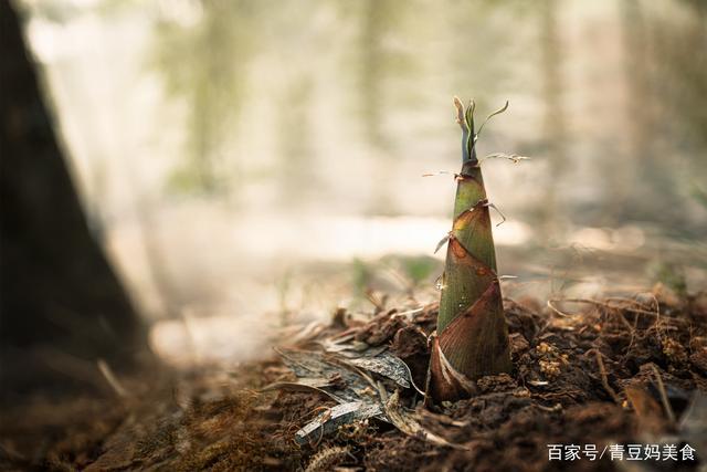 又到一年吃笋季你知道春笋和冬笋有什么区别买错了难吃还费钱