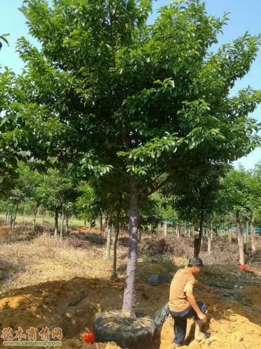 首页 产品报价 > 红桂木  产品分类: 乔木类 产品名称: 红桂木(假植)